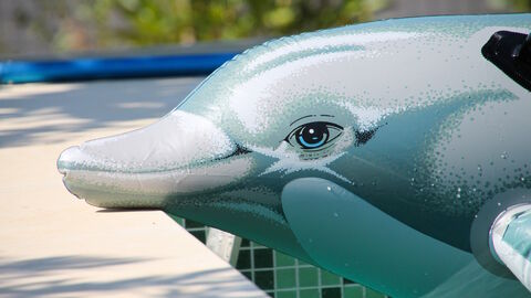 Schwimmen wie ein Delfin Ein aufblasbarer Delfin im Pool